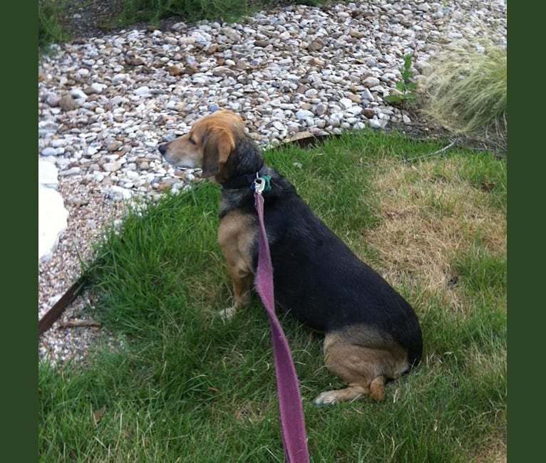 Polly, a Basset Hound and Weimaraner mix tested with EmbarkVet.com