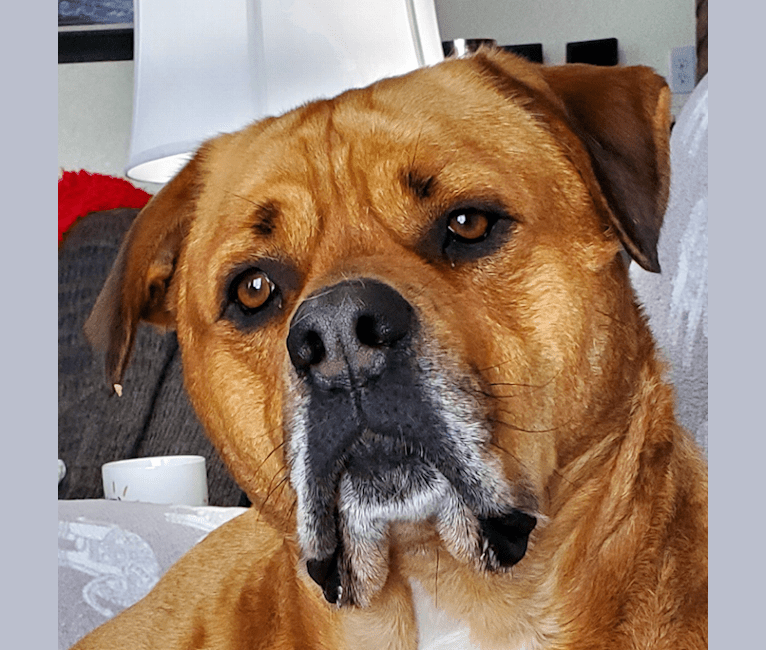 American bulldog rottweiler mix hotsell