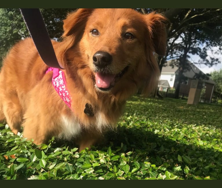 Embark Dog Dna Test Breed