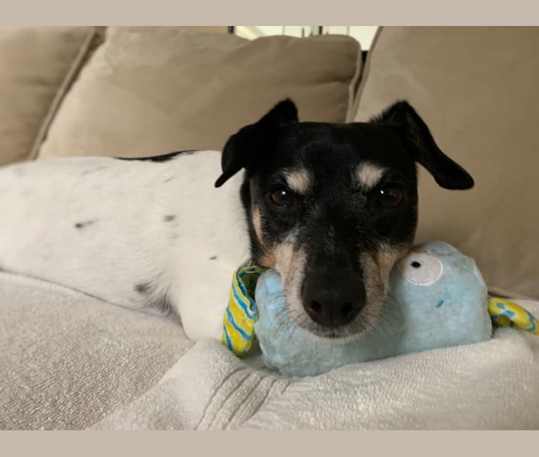 Luke, a Russell-type Terrier and Chihuahua mix tested with EmbarkVet.com