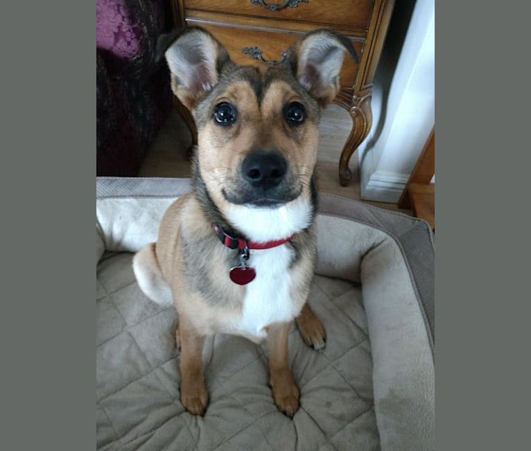 Fox terrier shepherd mix hot sale