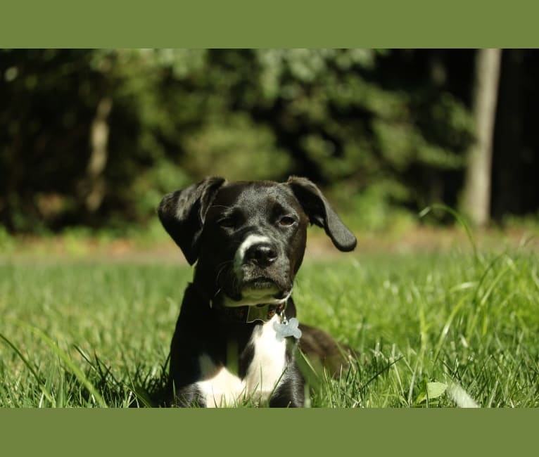 Jojo, a Cocker Spaniel and Staffordshire Terrier mix tested with EmbarkVet.com