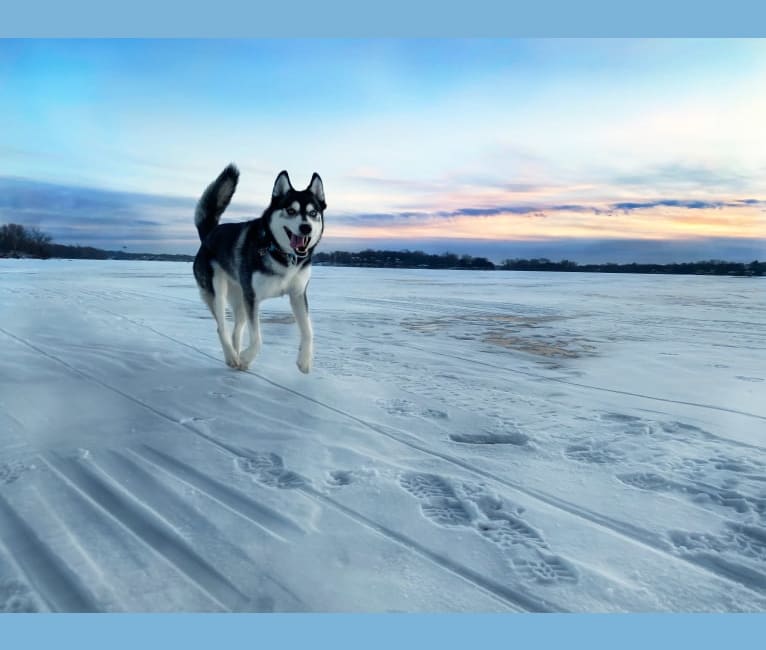Photo of Avatar’s Polar Legend “Naga”, a Siberian Husky, Labrador Retriever, and Alaskan Malamute mix in Buffalo, Minnesota, USA