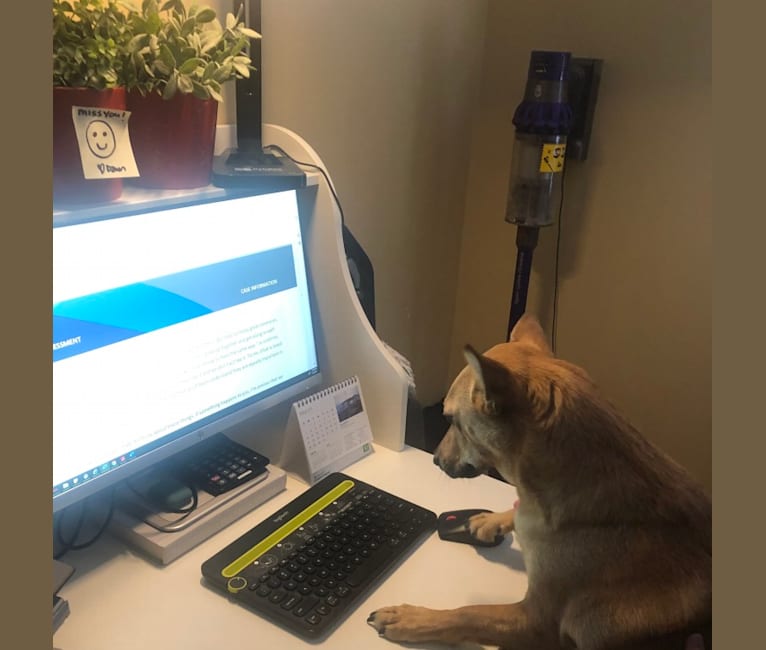 Goober, a Chihuahua and Chow Chow mix tested with EmbarkVet.com