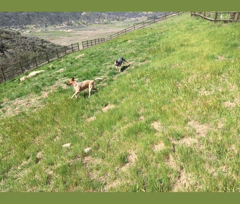 Lyosha, an Australian Cattle Dog tested with EmbarkVet.com