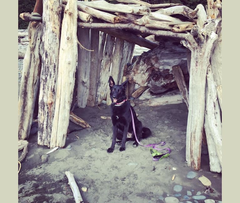 Photo of Lula, a German Shepherd Dog, Golden Retriever, and Siberian Husky mix in Covington, Washington, USA