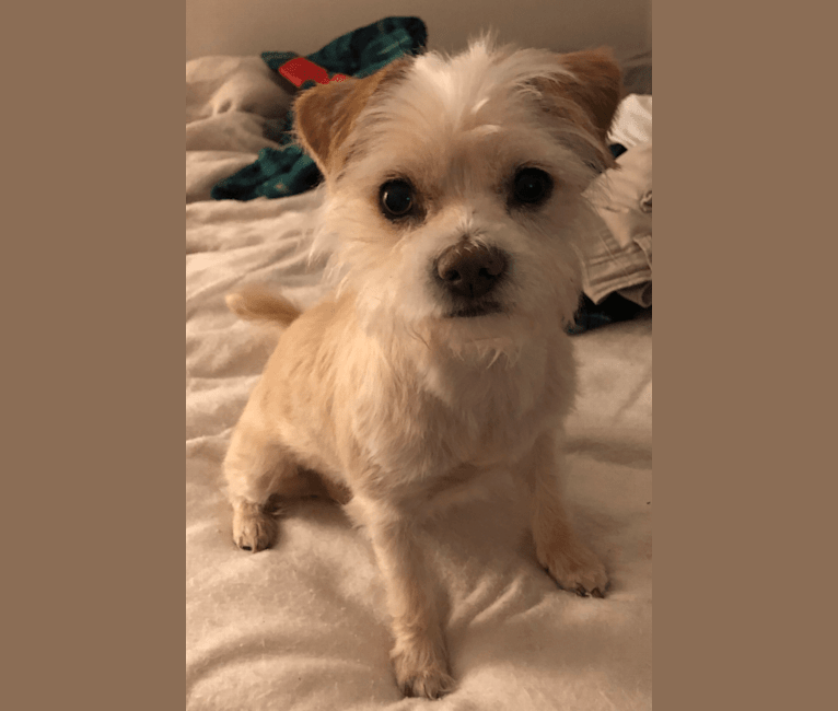 Photo of Oscar, a Chihuahua, Havanese, and Russell-type Terrier mix in Columbus, Ohio, USA