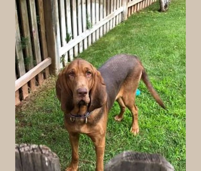 Willa, a Bloodhound tested with EmbarkVet.com