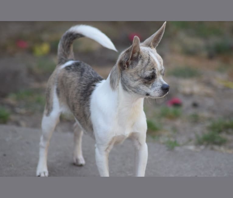 King, a Chihuahua tested with EmbarkVet.com