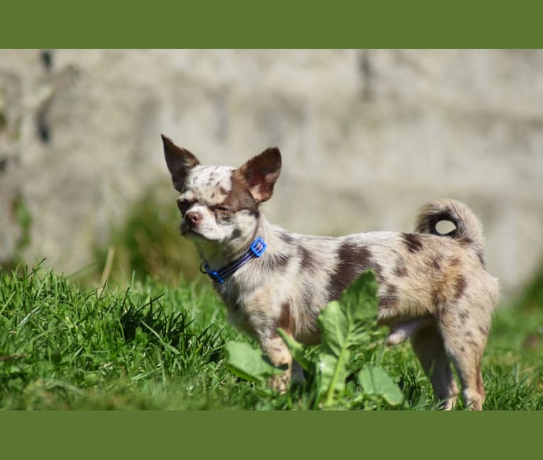 Photo of Sebastian, a Chihuahua  in Michigan, USA