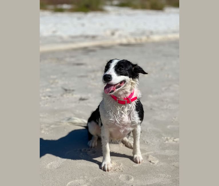 Photo of Ginny, a Border Collie, American Pit Bull Terrier, and Mixed mix in Tallahassee, Florida, USA