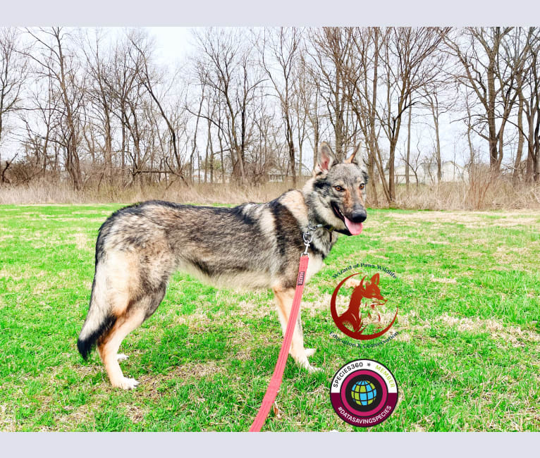 The Wizard’s Megumi Satori, a Czechoslovakian Vlcak tested with EmbarkVet.com
