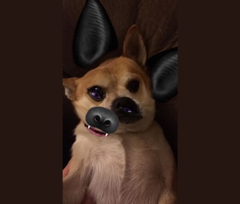 Frankie, a Chihuahua and Miniature Pinscher mix tested with EmbarkVet.com