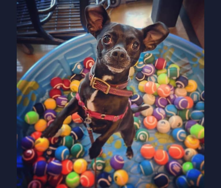 Photo of Stellaluna “Stella”, a Chihuahua  in Austin, Texas, USA