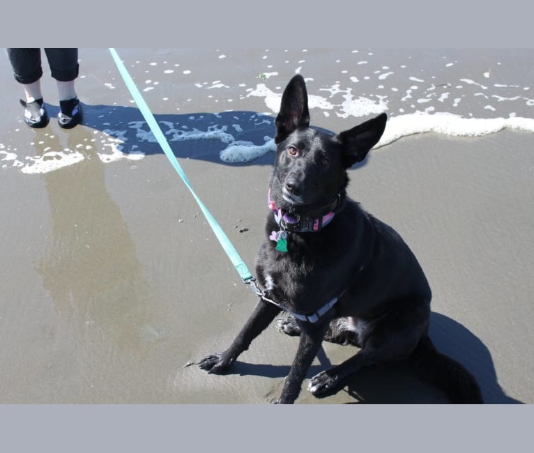 Lula, a German Shepherd Dog and Golden Retriever mix tested with EmbarkVet.com