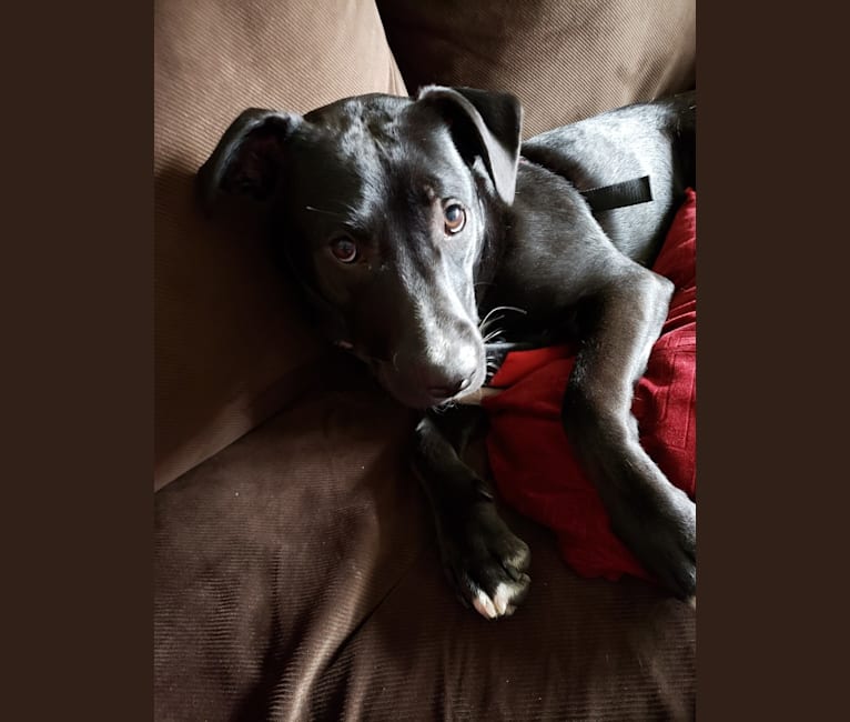 Finn, an American Bully and Labrador Retriever mix tested with EmbarkVet.com