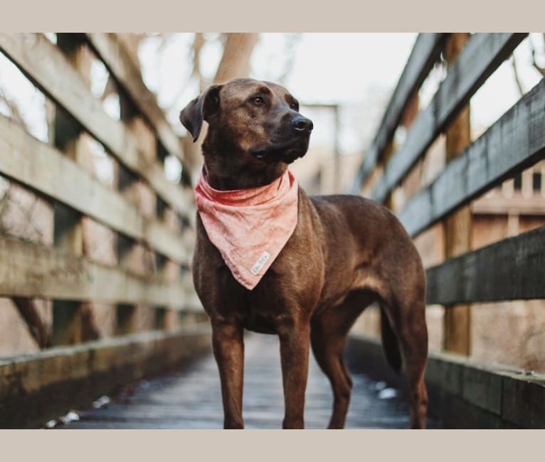 Nokona, an American Pit Bull Terrier and Labrador Retriever mix tested with EmbarkVet.com