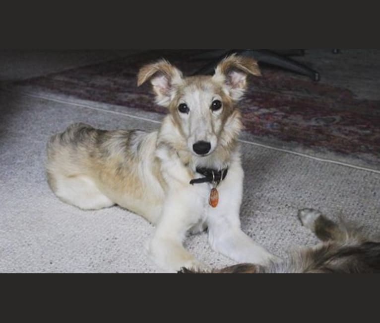 Photo of Lindy, a Silken Windhound  in Kokomo, IN, USA