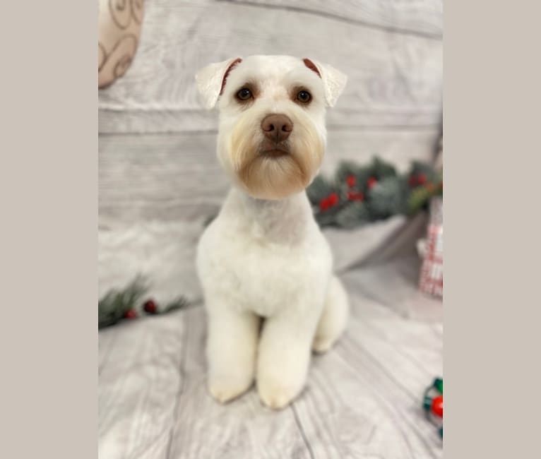 Watson, a Miniature Schnauzer tested with EmbarkVet.com