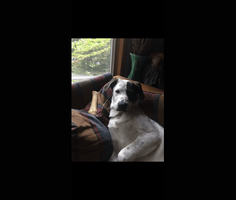 Toby, an American Pit Bull Terrier and Great Pyrenees mix tested with EmbarkVet.com