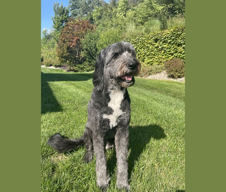 Julep, a Golden Retriever and Old English Sheepdog mix tested with EmbarkVet.com