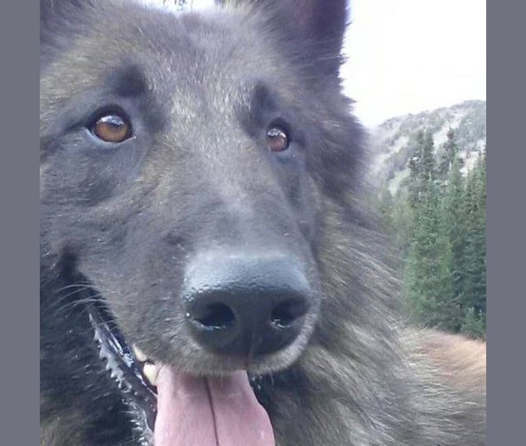 Photo of Rook, a Belgian Shepherd  in Park City, MT, USA