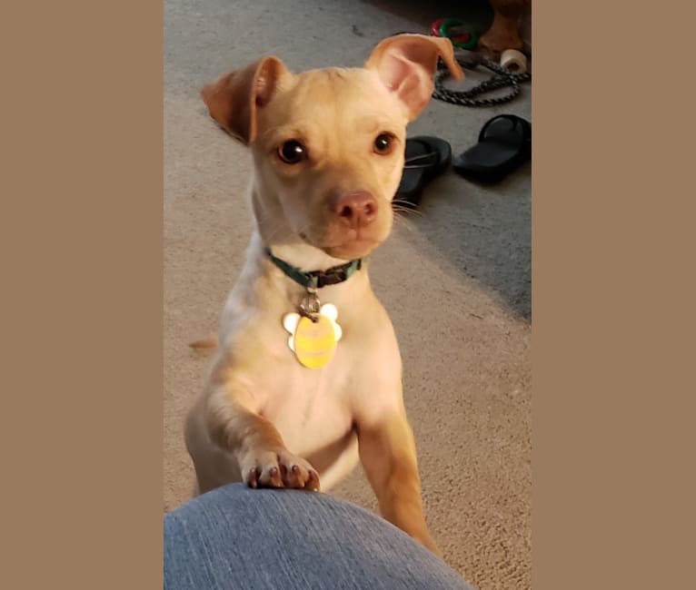 Photo of Tobi, a Chihuahua (14.2% unresolved) in Texas, USA