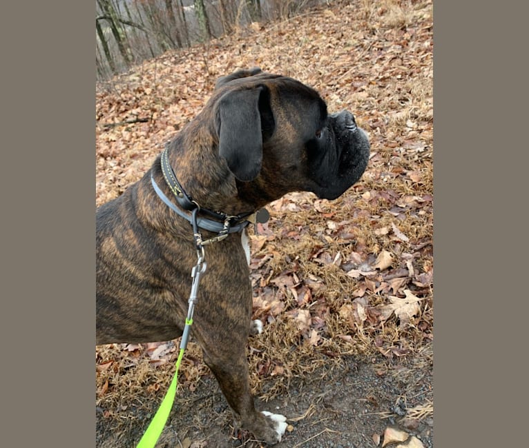 Murray, a Boxer tested with EmbarkVet.com