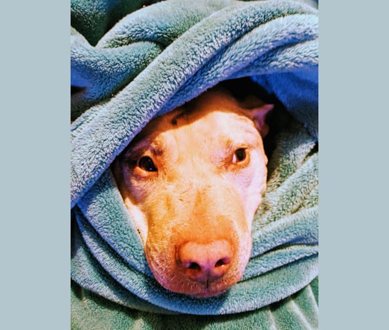 Sweetie, an American Pit Bull Terrier tested with EmbarkVet.com