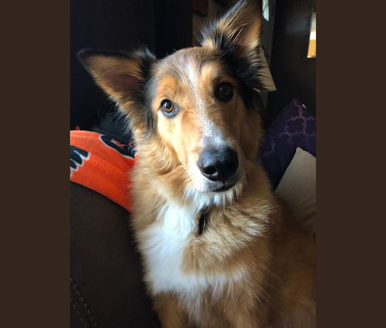 Radar, an American Eskimo Dog and Shetland Sheepdog mix tested with EmbarkVet.com