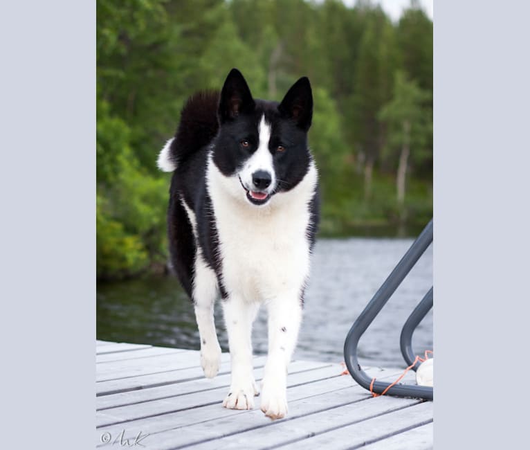 Neri, a Karelian Bear Dog tested with EmbarkVet.com