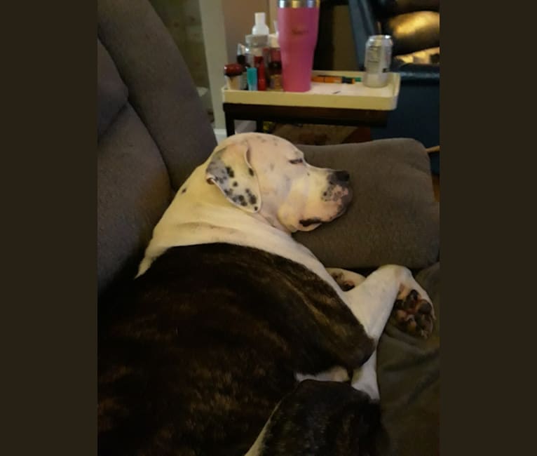 cayden, an American Pit Bull Terrier and American Bulldog mix tested with EmbarkVet.com