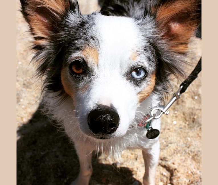 Cooper, a Chihuahua tested with EmbarkVet.com