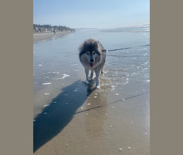 Avy, a Siberian Husky tested with EmbarkVet.com