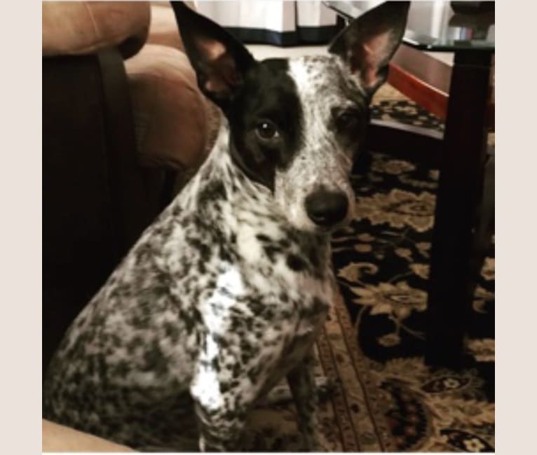 Australian cattle dog greyhound clearance mix