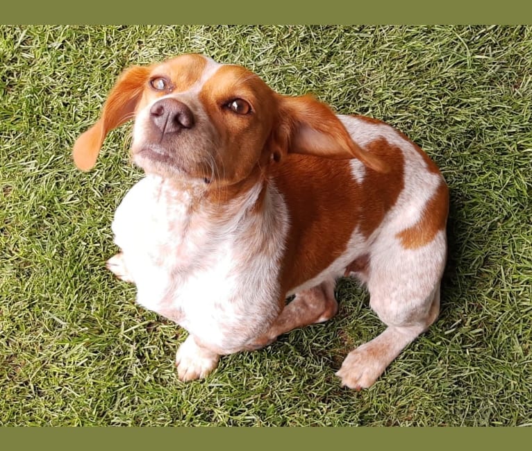 Pica, a Brittany and Beagle mix tested with EmbarkVet.com