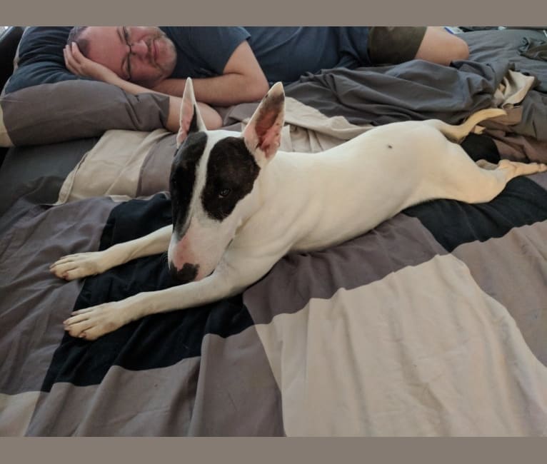 English bull terrier pitbull mix sale