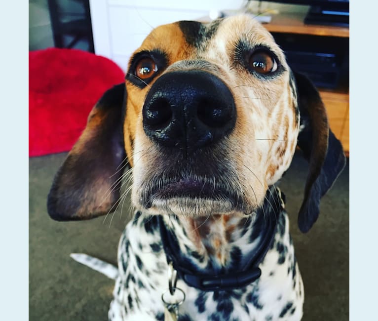 One Of My Favorite Commissions So Far He Is A Beagle 44 OFF