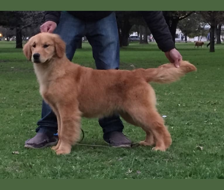 LIBERTY HENNA LISKA, a Golden Retriever tested with EmbarkVet.com