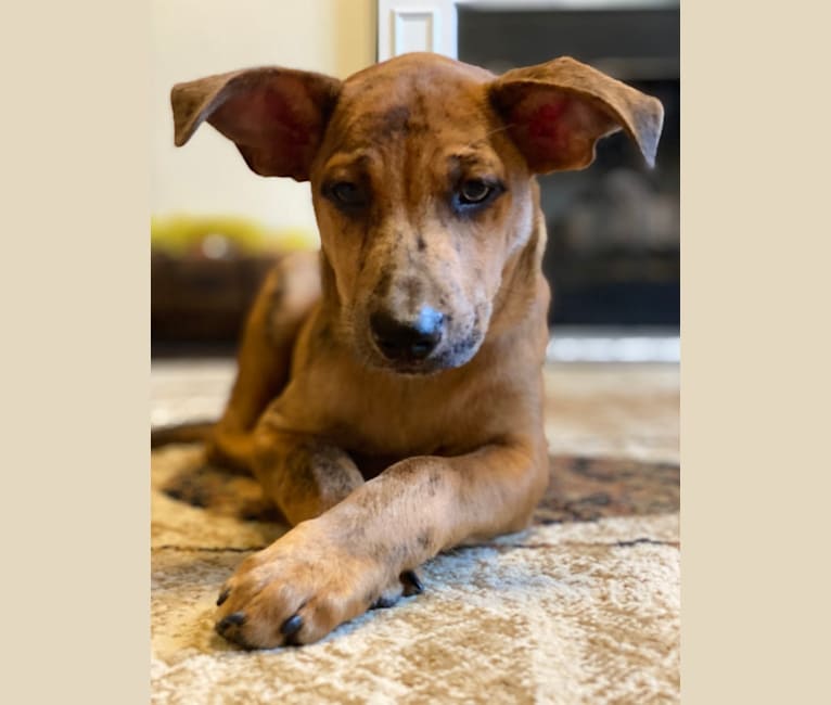 Jack, an Australian Cattle Dog and Welsh Terrier mix tested with EmbarkVet.com
