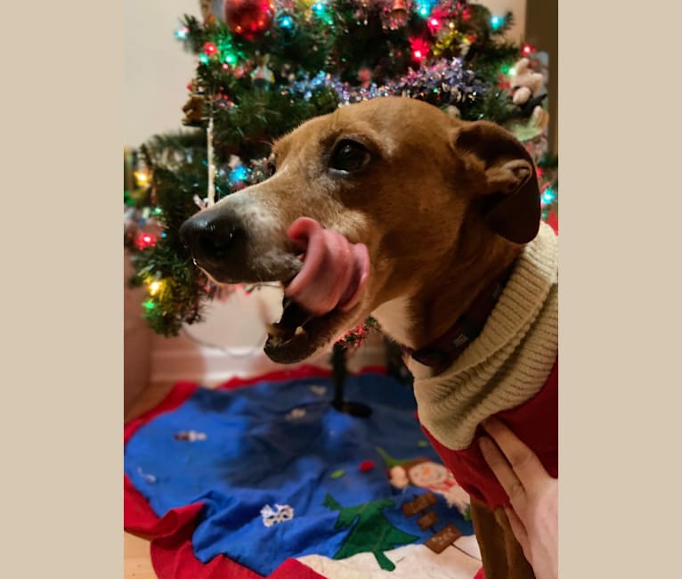 Earl Grey, a Rat Terrier and Rottweiler mix tested with EmbarkVet.com