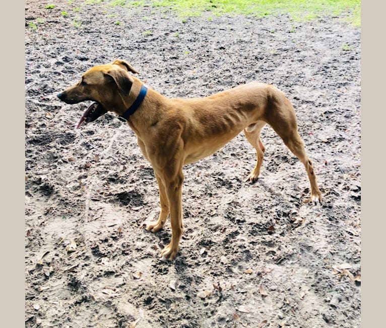 Malinois online x greyhound