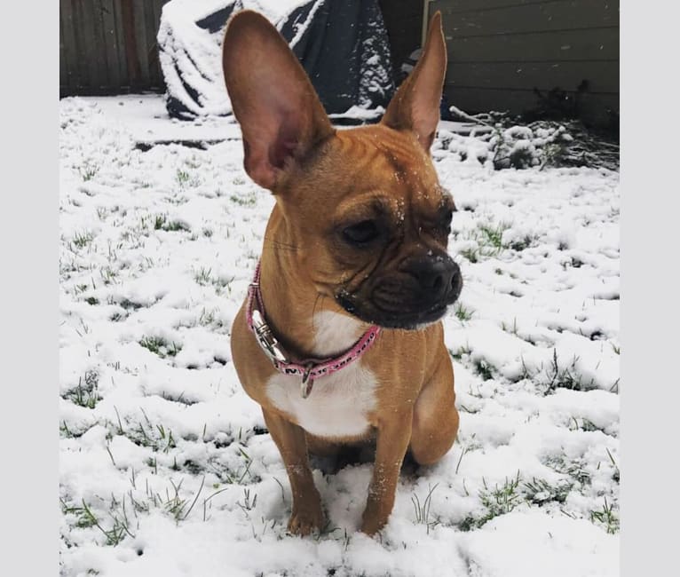 Rat terrier bulldog mix 2025