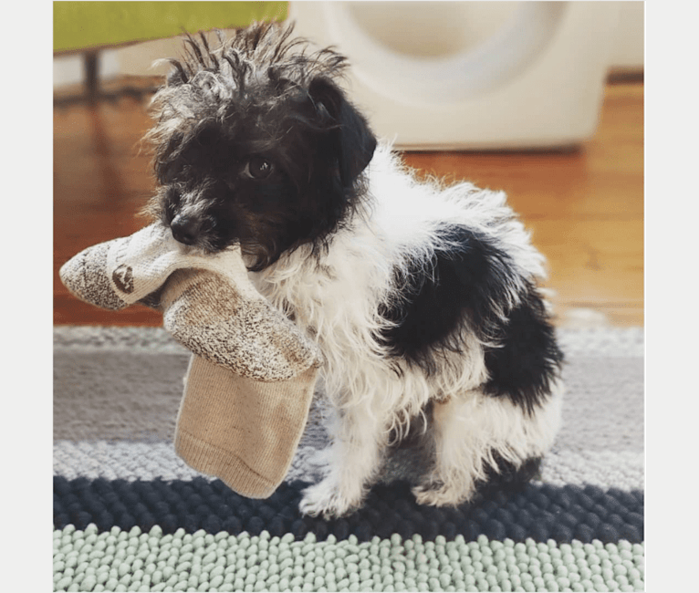 Stinson, a Poodle (Small) and Chihuahua mix tested with EmbarkVet.com