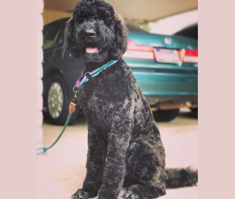 Holger, an Aussiedoodle tested with EmbarkVet.com