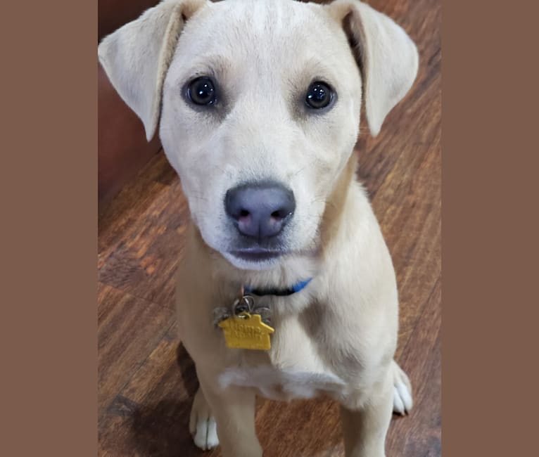 Bonnie, a Blue Lacy tested with EmbarkVet.com