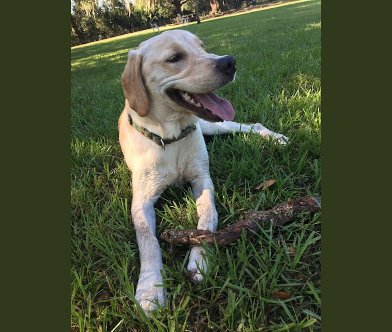 German shorthaired pointer mixed with golden retriever sale