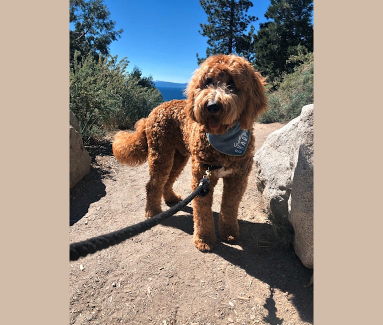 Brodie, a Goldendoodle tested with EmbarkVet.com