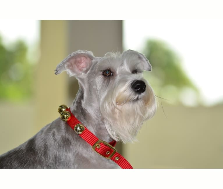 SPARTA, a Miniature Schnauzer tested with EmbarkVet.com