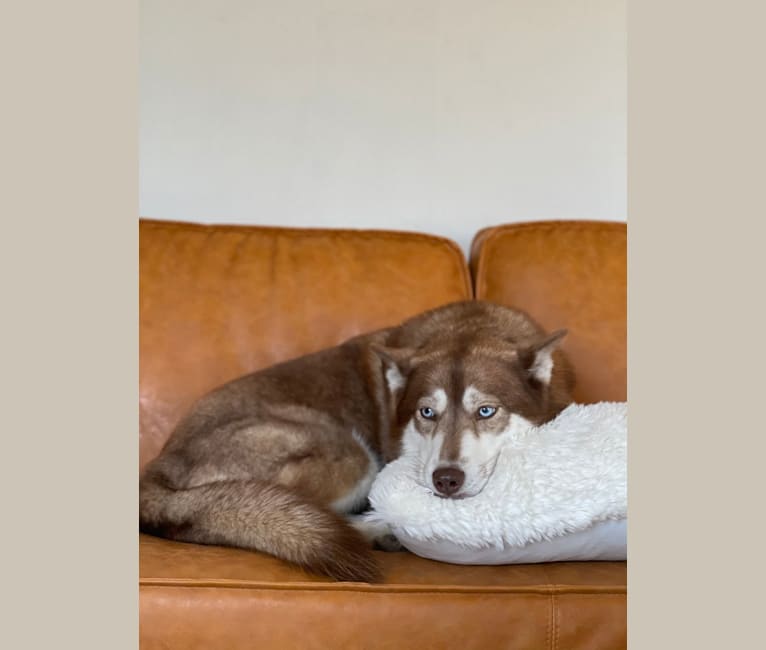 Asha, a Siberian Husky and German Shepherd Dog mix tested with EmbarkVet.com